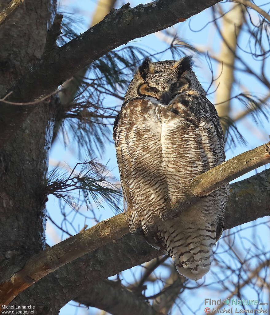 Great Horned Owl female adult, identification