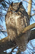 Great Horned Owl