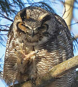 Great Horned Owl