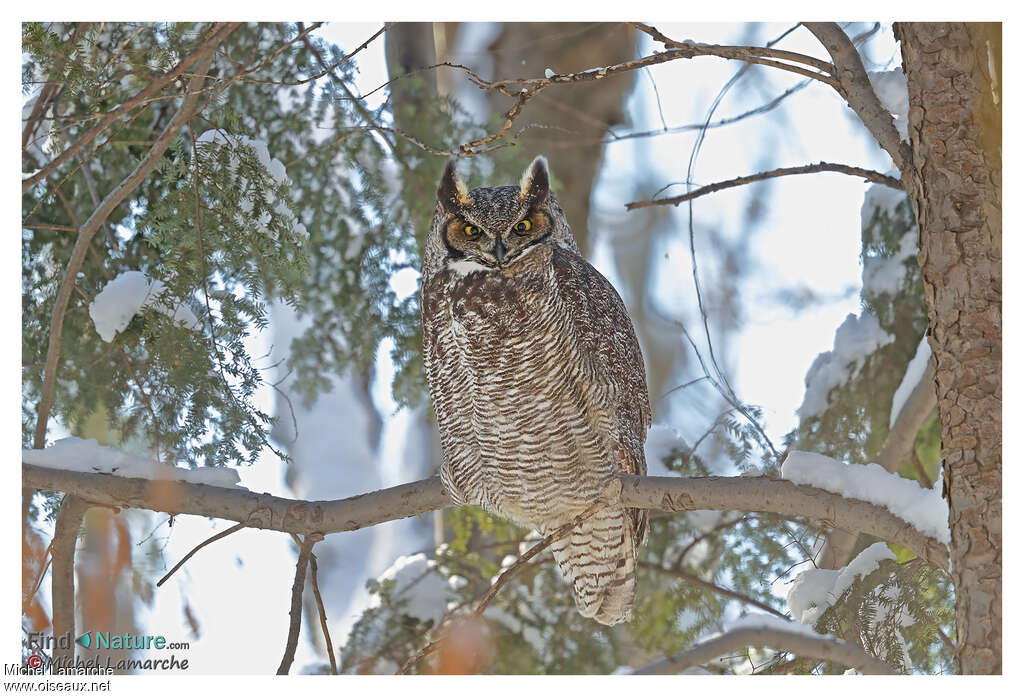 Great Horned Owl, pigmentation