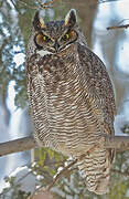 Great Horned Owl