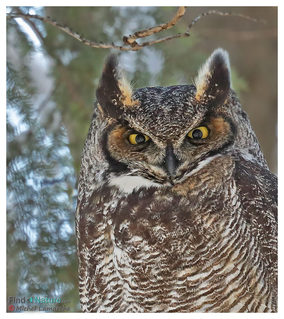 Great Horned Owl