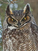 Great Horned Owl