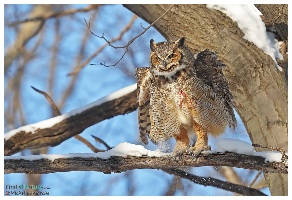 Great Horned Owl