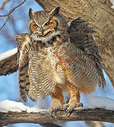 Great Horned Owl