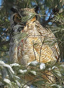 Great Horned Owl