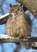 Great Horned Owl