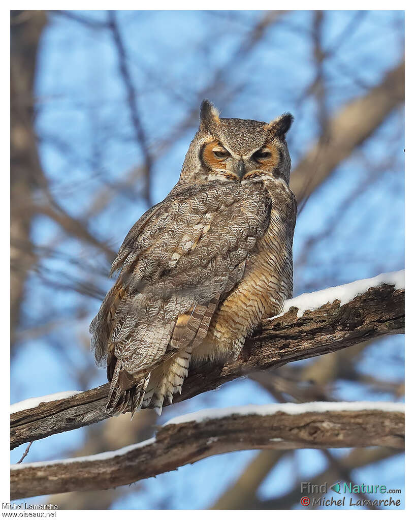 Hibou Grand Duc - Les mystères de la Nintérieure