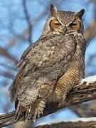 Great Horned Owl