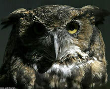 Great Horned Owl