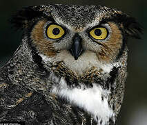 Great Horned Owl