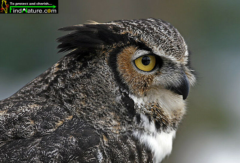 Great Horned Owladult