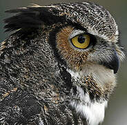 Great Horned Owl