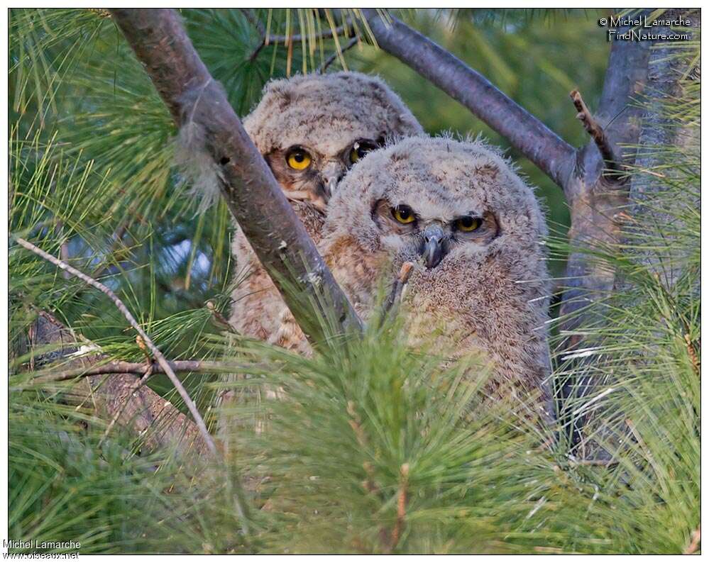 Great Horned Owljuvenile, close-up portrait