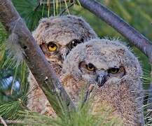 Great Horned Owl