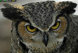 Great Horned Owl