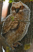 Great Horned Owl