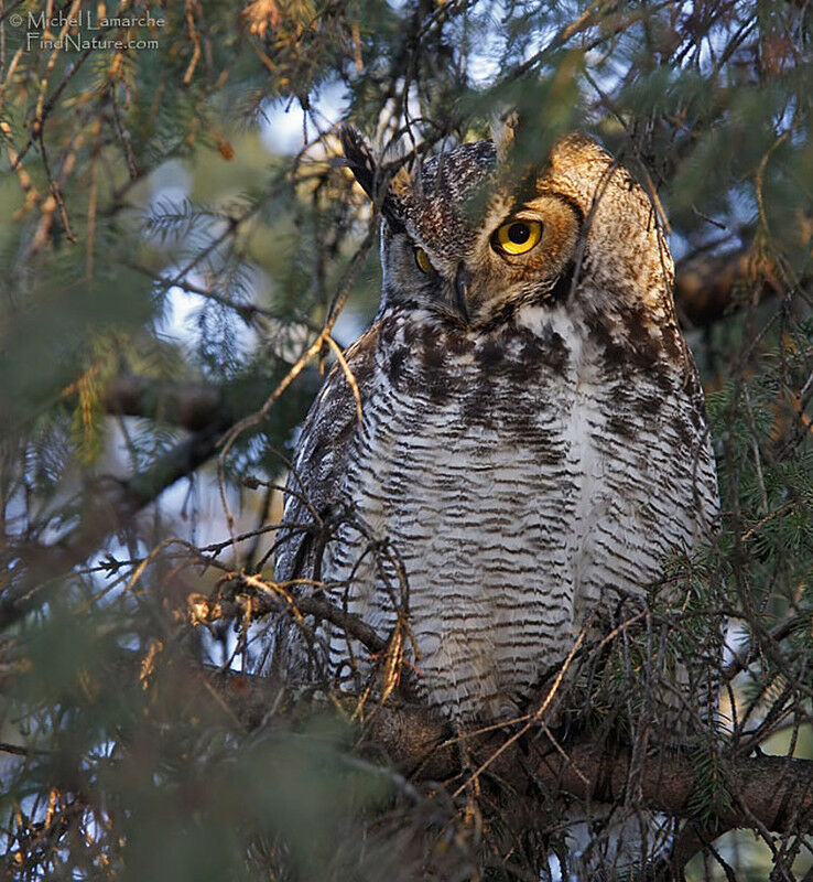 Great Horned Owl, identification