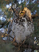 Great Horned Owl