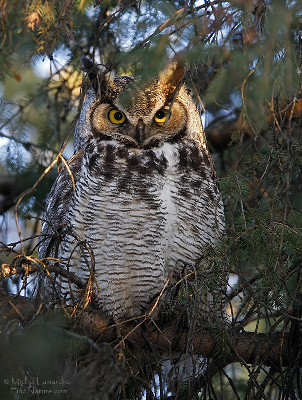 Great Horned Owl, identification