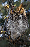 Great Horned Owl