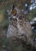 Great Horned Owl