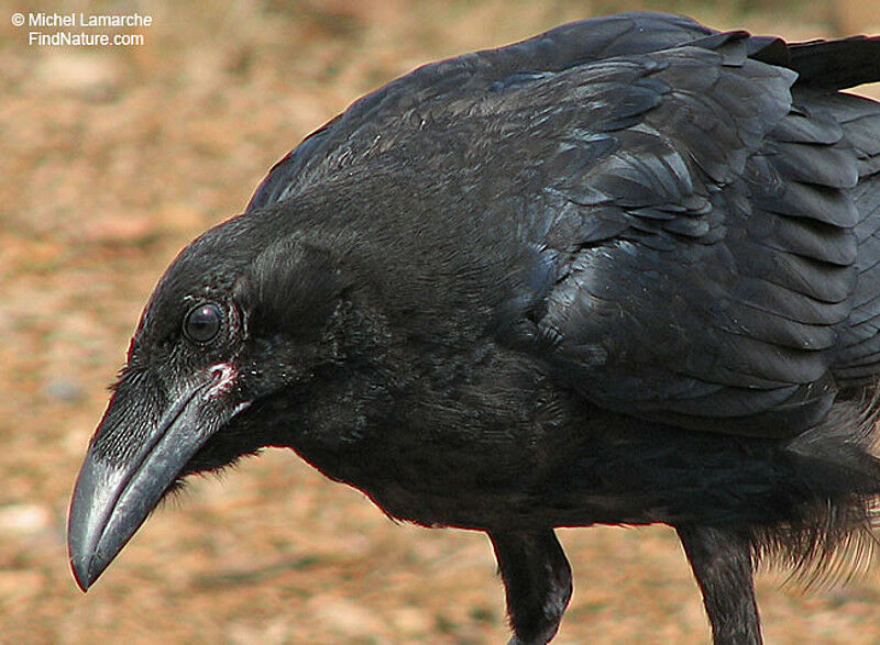 Northern Ravenadult