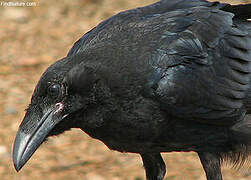 Northern Raven