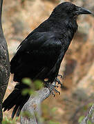 Northern Raven