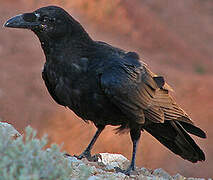 Northern Raven