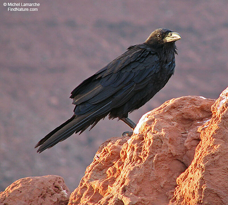 Northern Raven