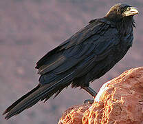 Northern Raven