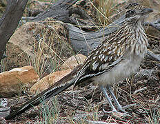 Greater Roadrunner