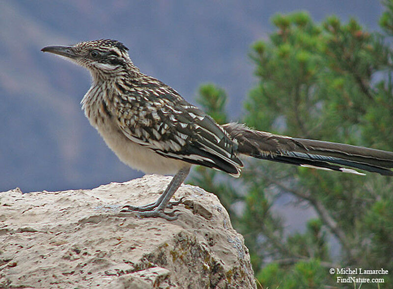 Greater Roadrunneradult