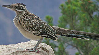 Greater Roadrunner