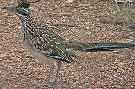 Greater Roadrunner