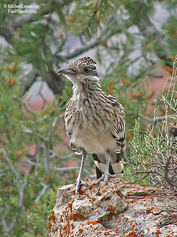 Greater Roadrunneradult