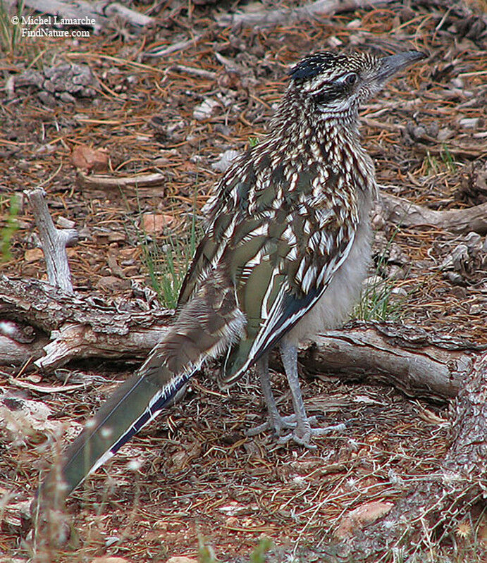 Greater Roadrunneradult