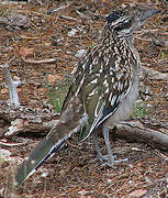 Greater Roadrunner