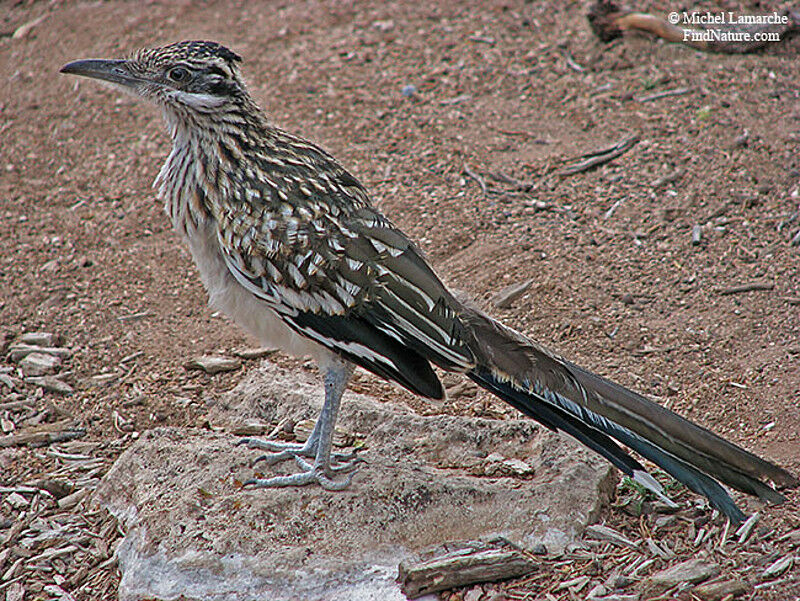 Greater Roadrunneradult