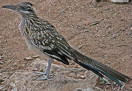 Greater Roadrunner