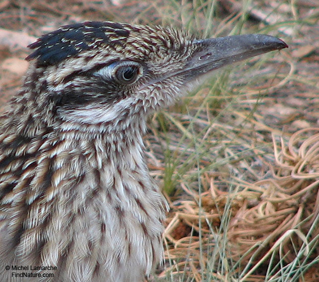 Greater Roadrunneradult