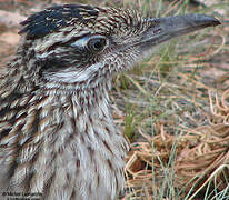 Greater Roadrunner