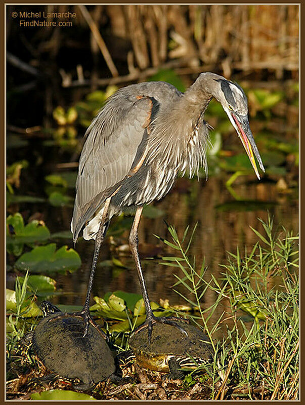 Great Blue Heronadult