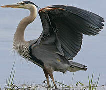 Great Blue Heron