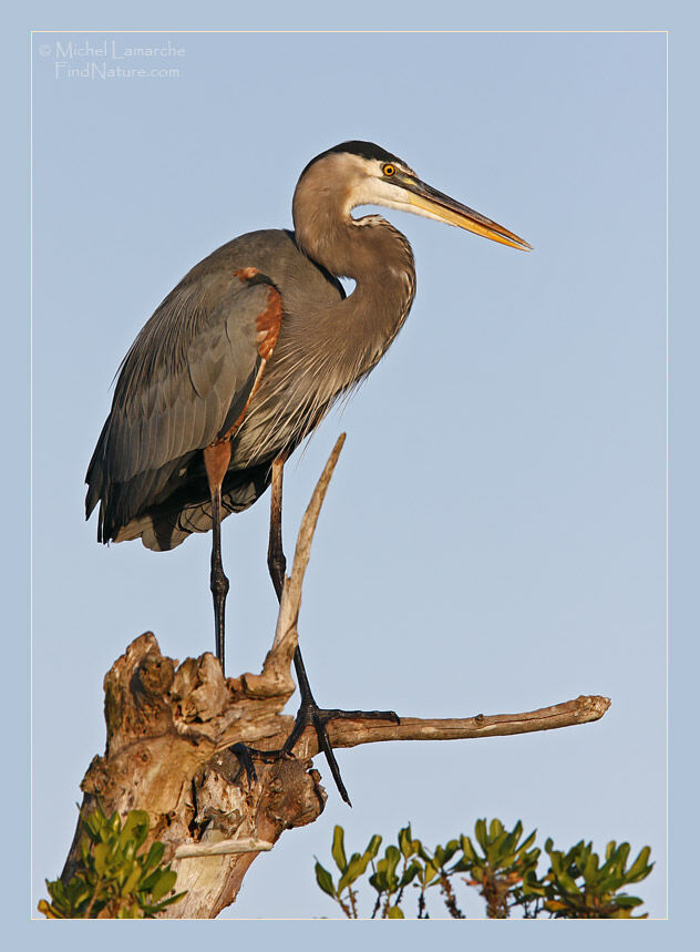 Great Blue Heron