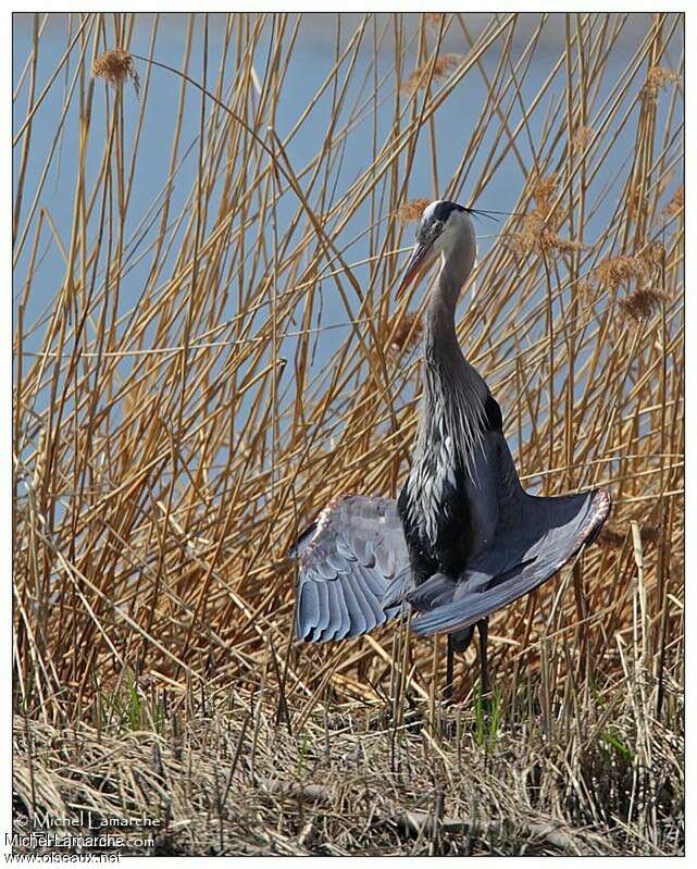 Great Blue Heronadult, Behaviour