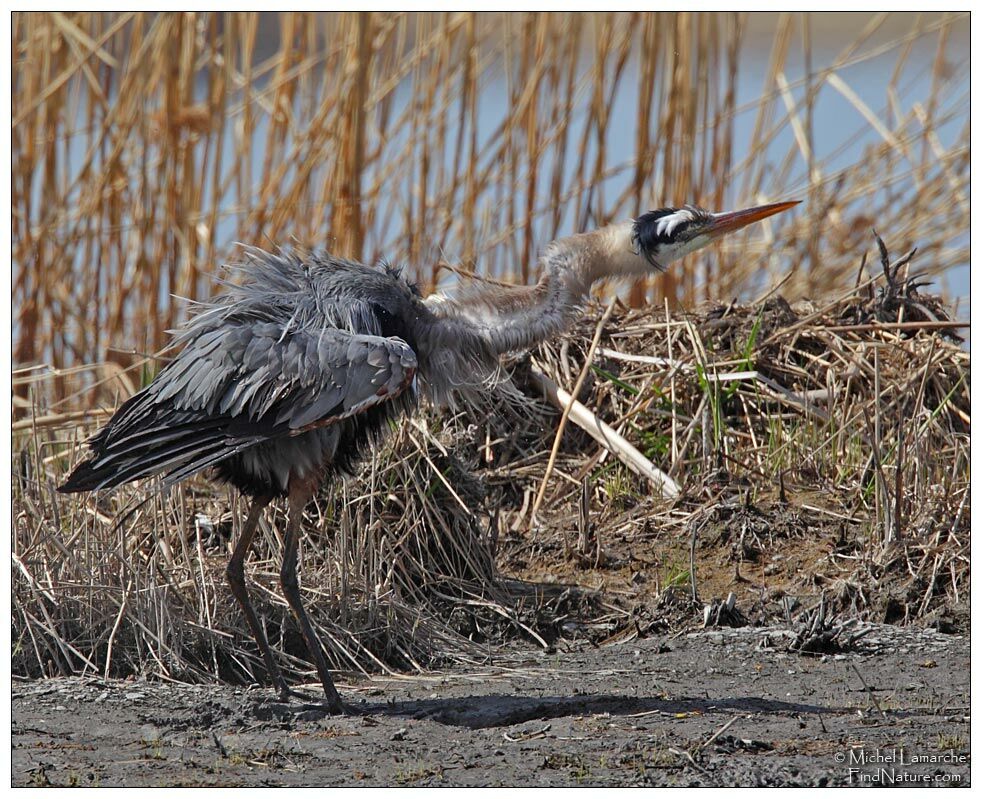 Great Blue Heron