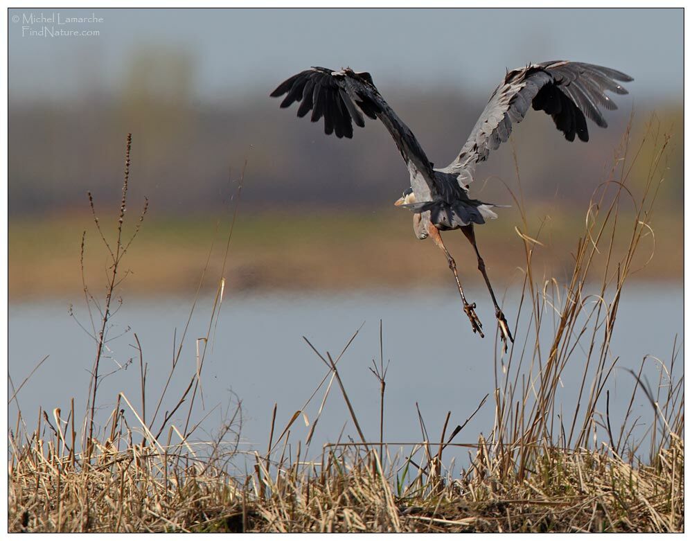 Great Blue Heron, Flight