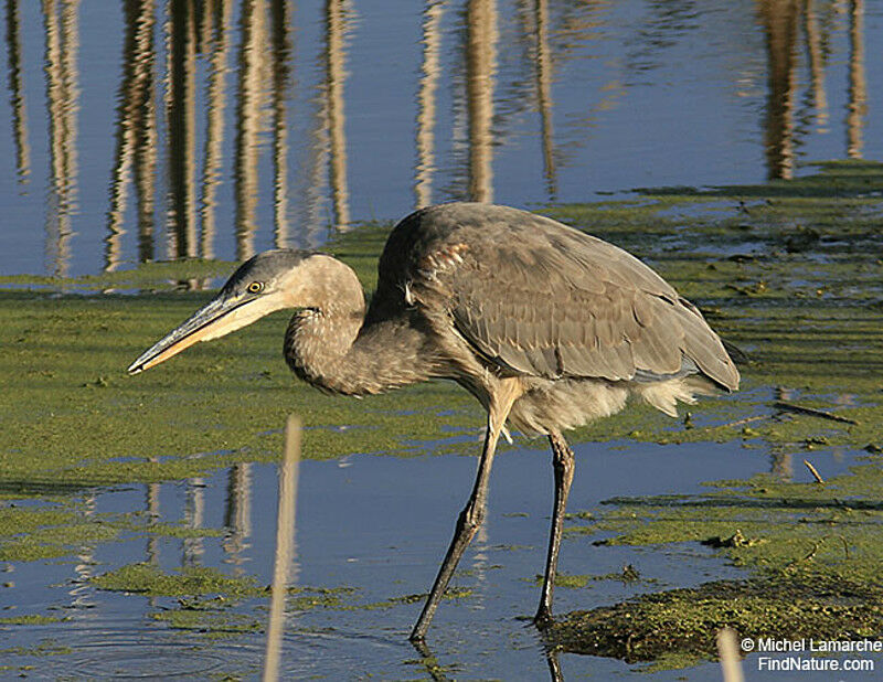 Great Blue Heron